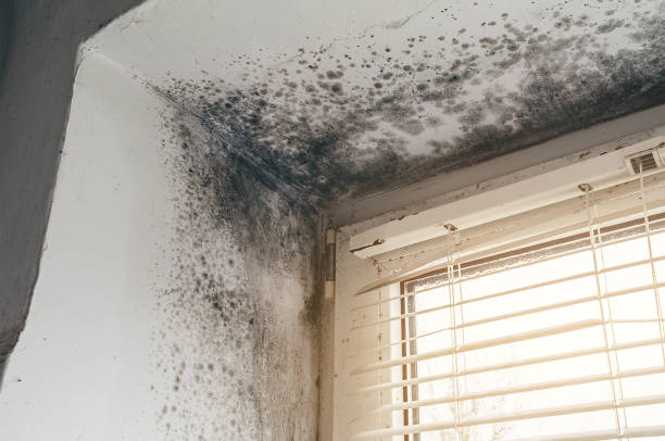 Affordable Mold Removal solutions in Kingston, NY